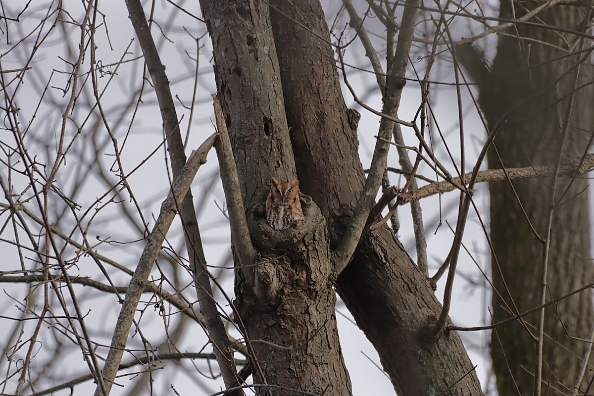 lundugle - ML646837316