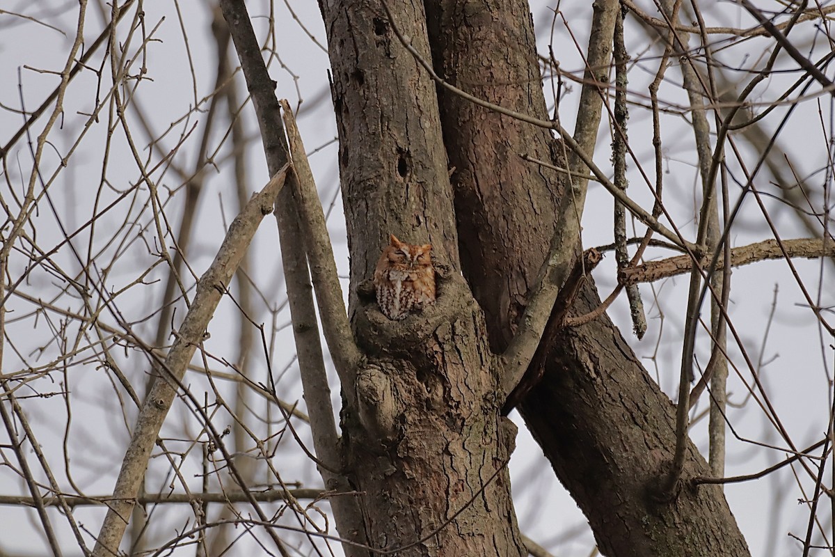 lundugle - ML646837317