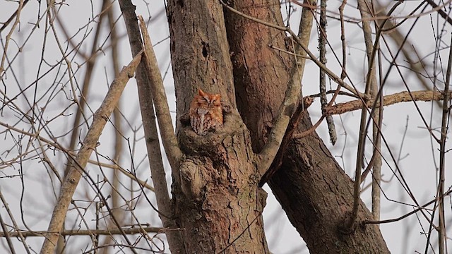 lundugle - ML646837318