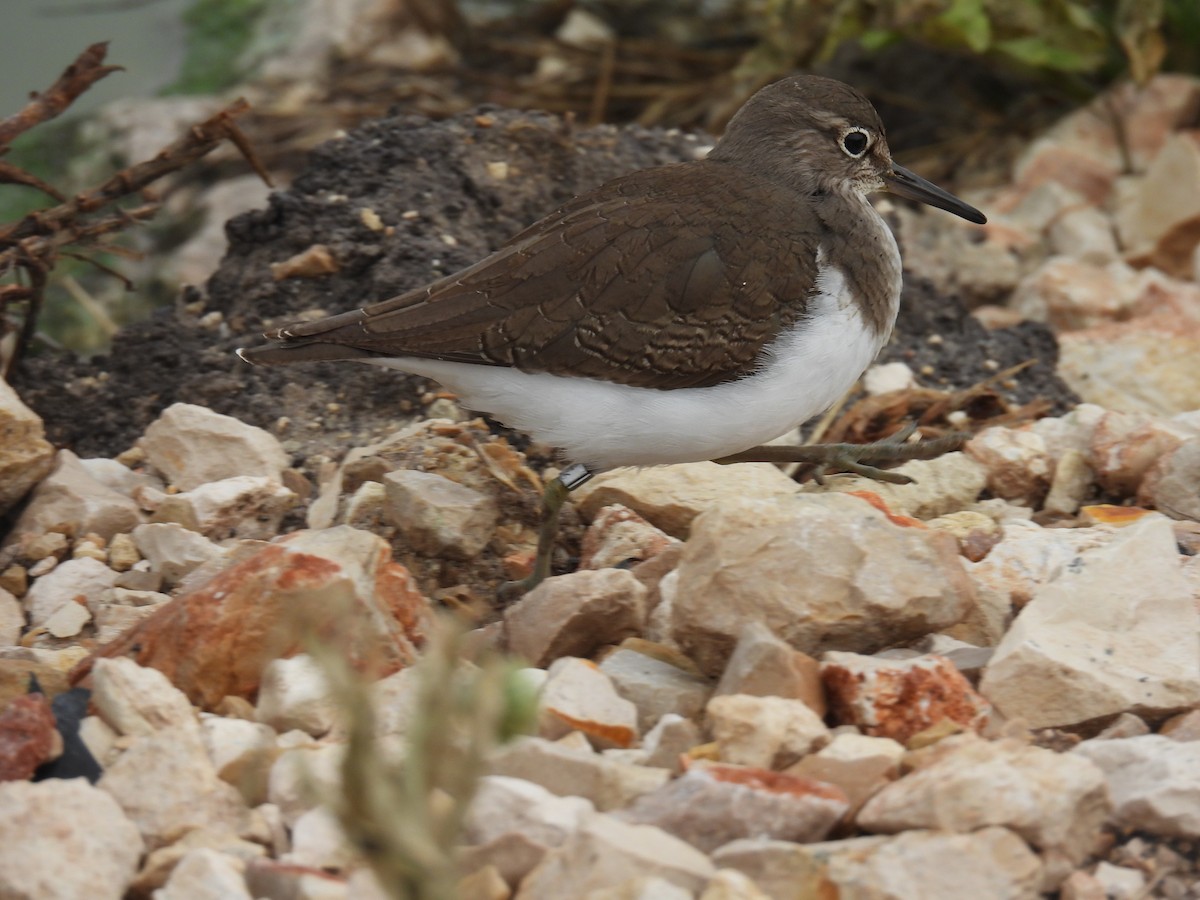 イソシギ - ML646837319