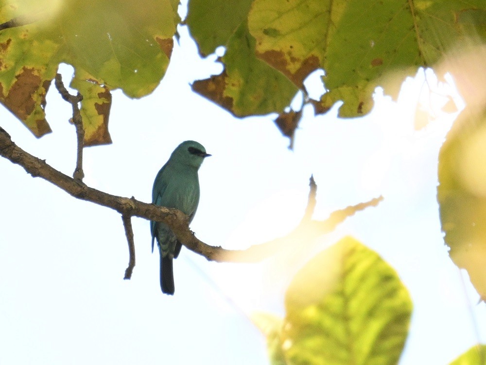 Verditer Flycatcher - ML646837320