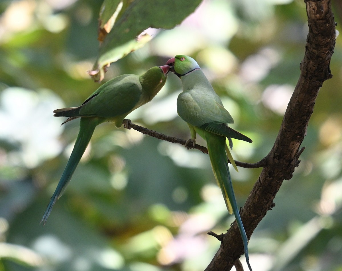 Papagai lepokoduna - ML646837326