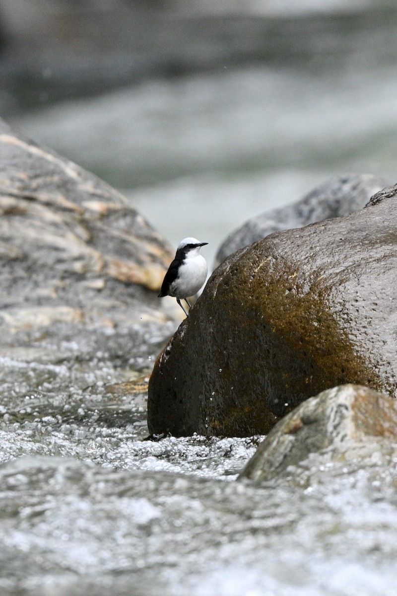 Cincle à tête blanche - ML646837328