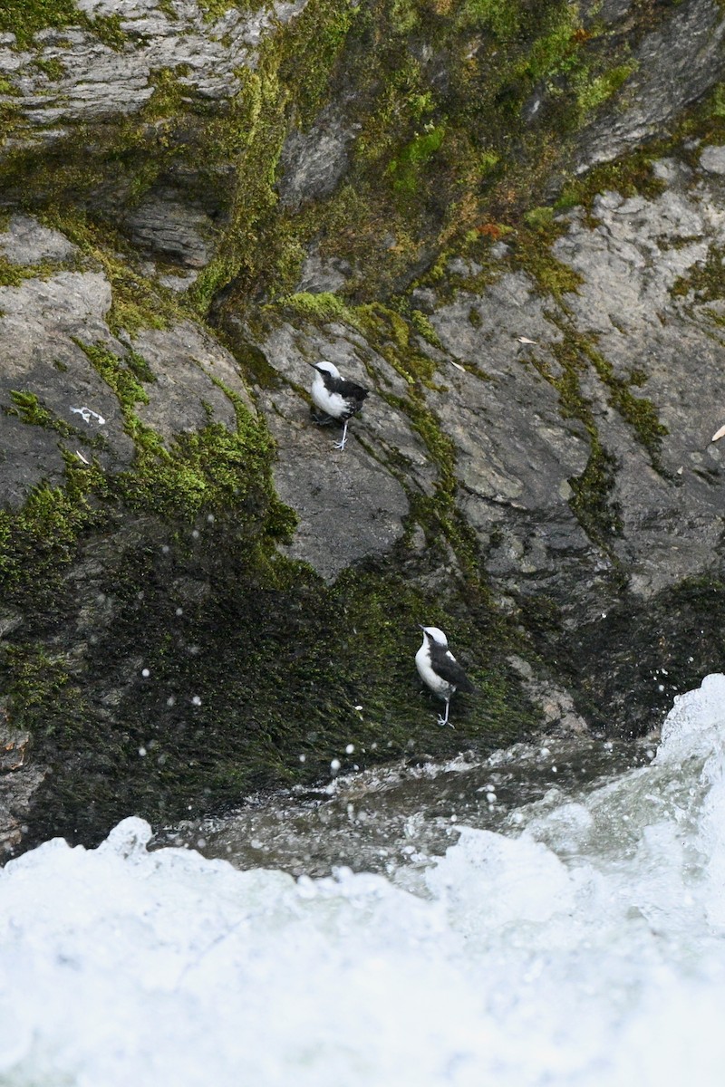 Cincle à tête blanche - ML646837330