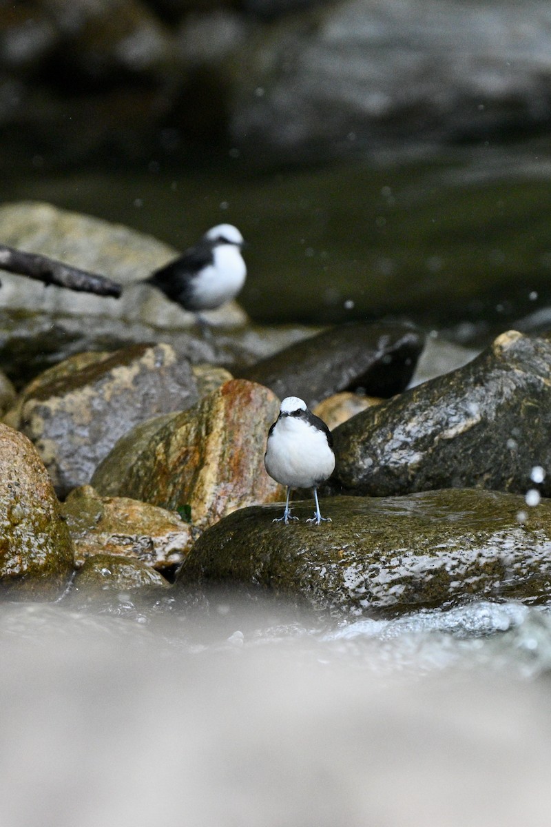 Cincle à tête blanche - ML646837331