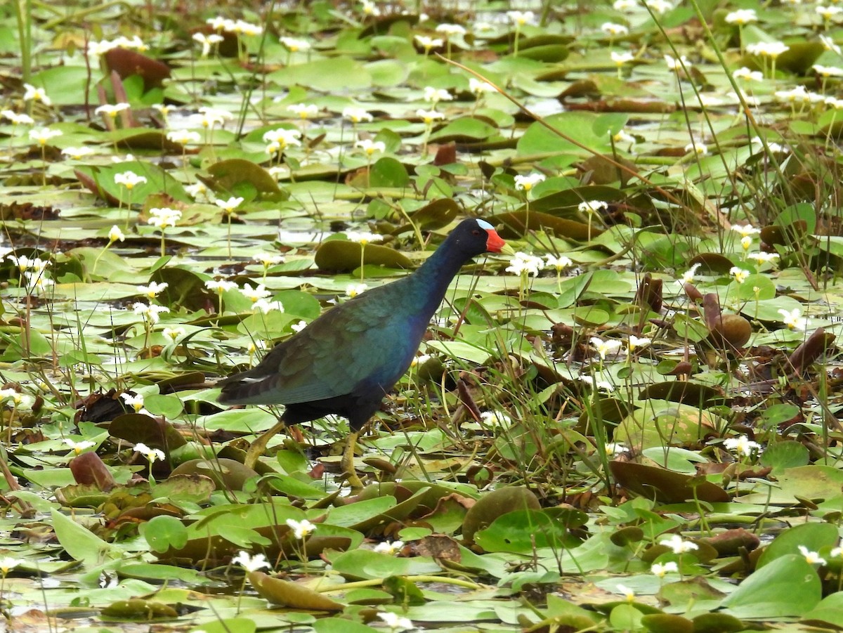 Sarı Bacaklı Sazhorozu - ML646837332