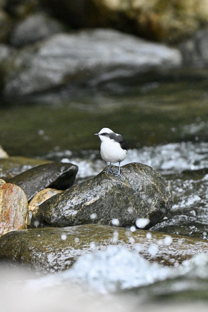 Cincle à tête blanche - ML646837333