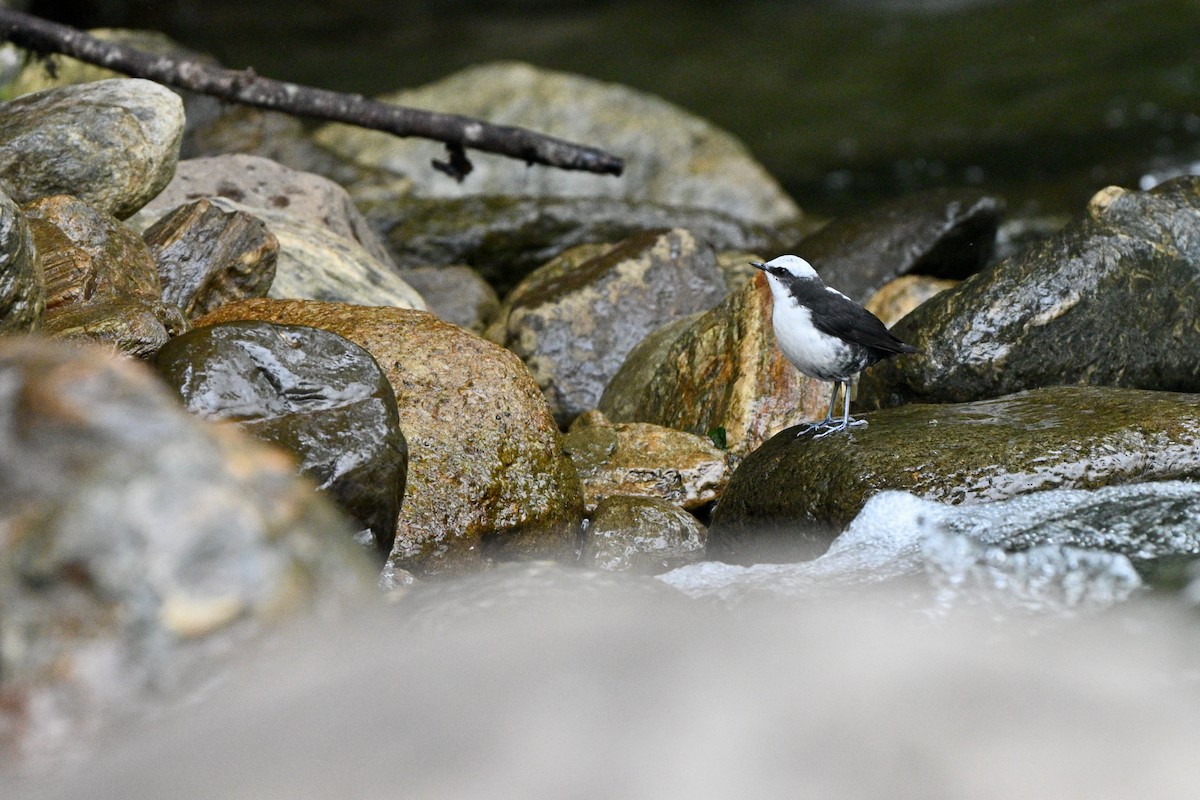 Cincle à tête blanche - ML646837335