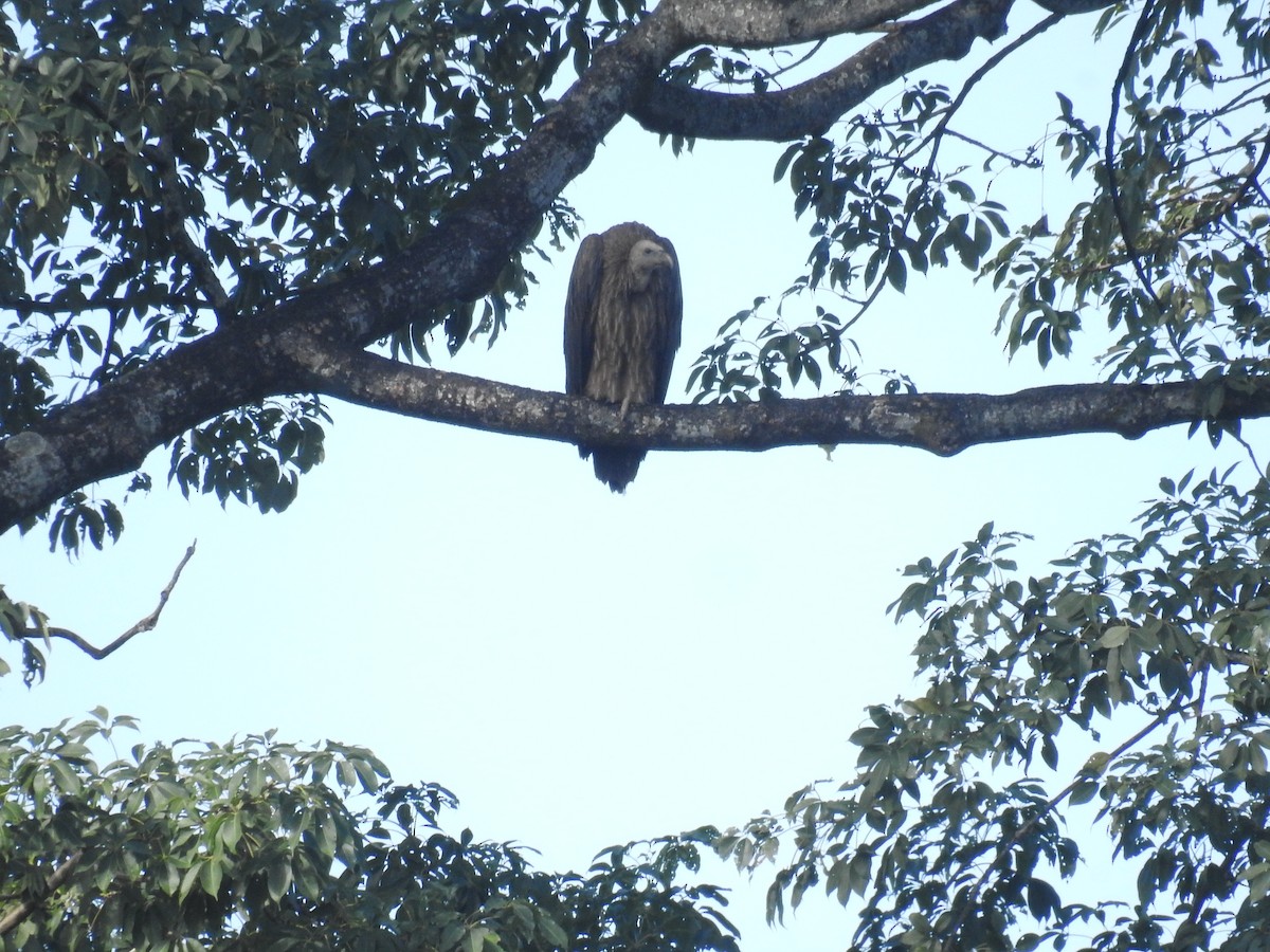 Vautour de l'Himalaya - ML646837336