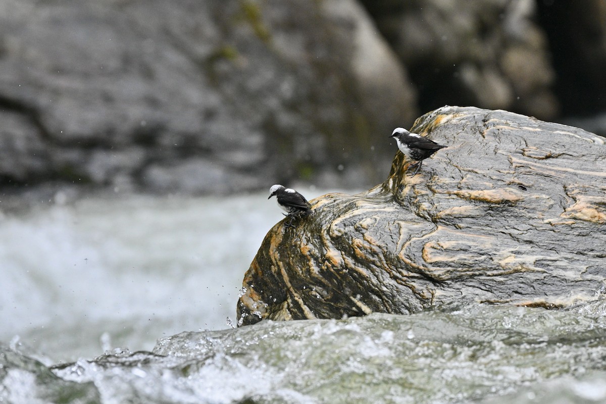 Cincle à tête blanche - ML646837340