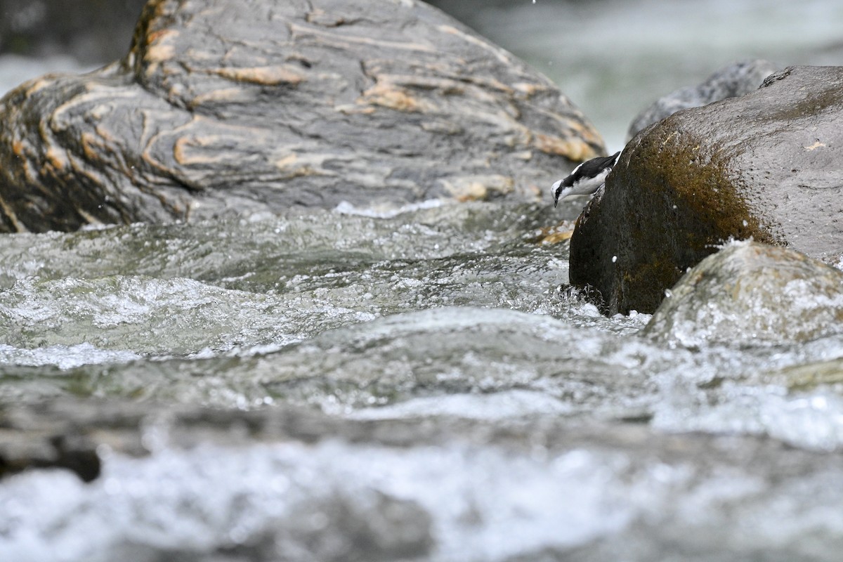 Cincle à tête blanche - ML646837341