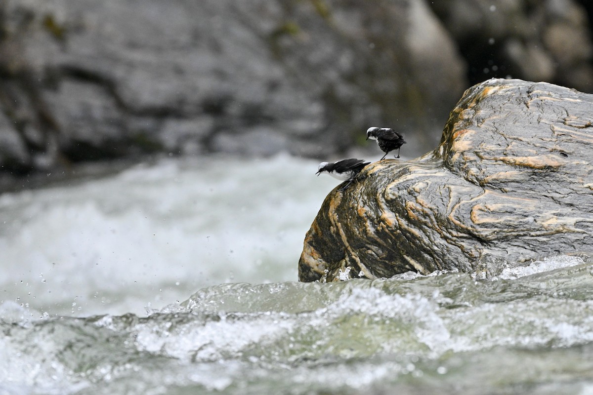 Cincle à tête blanche - ML646837342