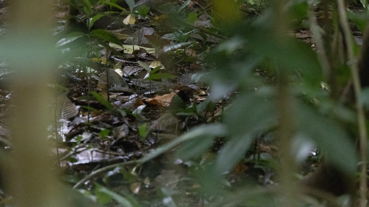 Western Hooded Pitta - ML646837343