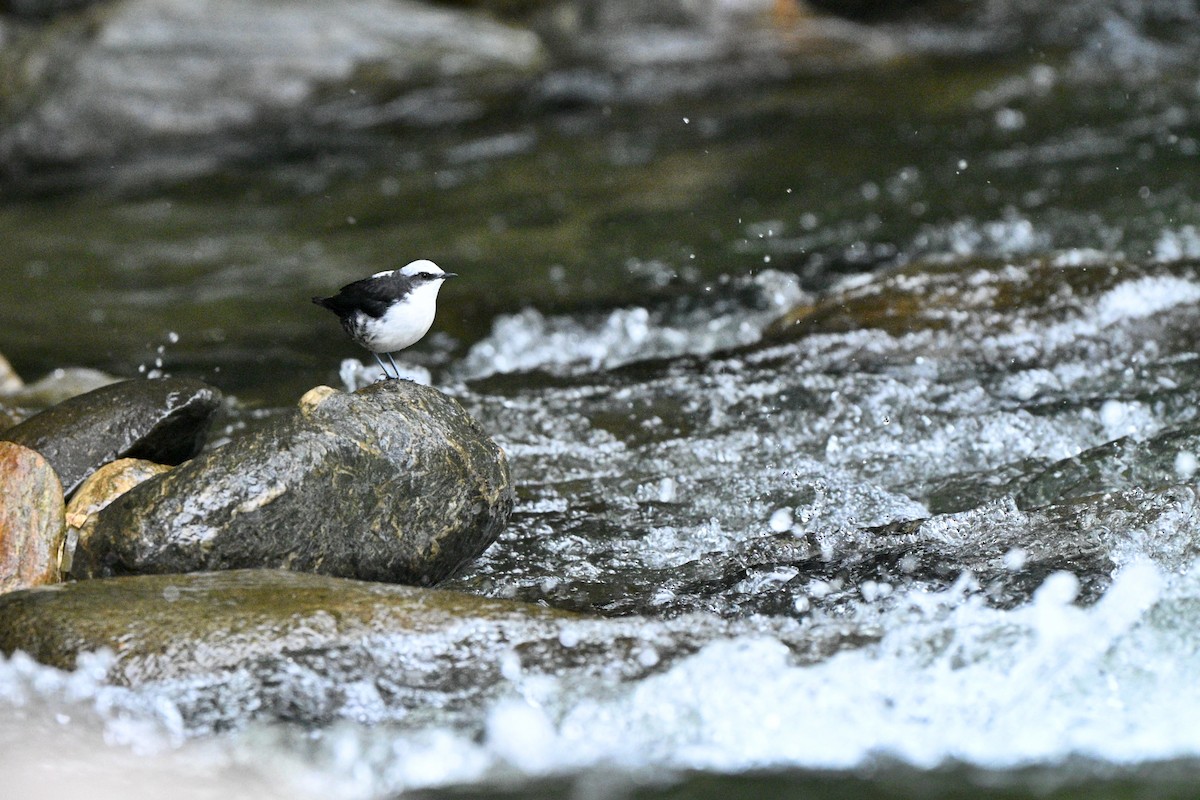 Cincle à tête blanche - ML646837344