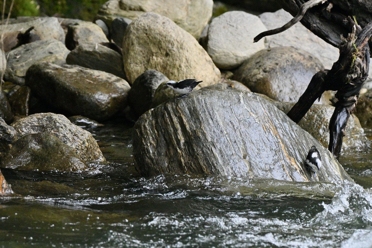 Cincle à tête blanche - ML646837345