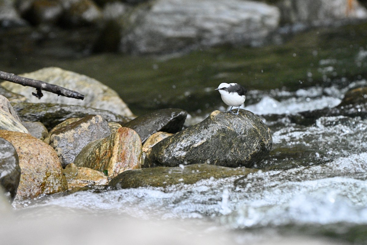 Cincle à tête blanche - ML646837346