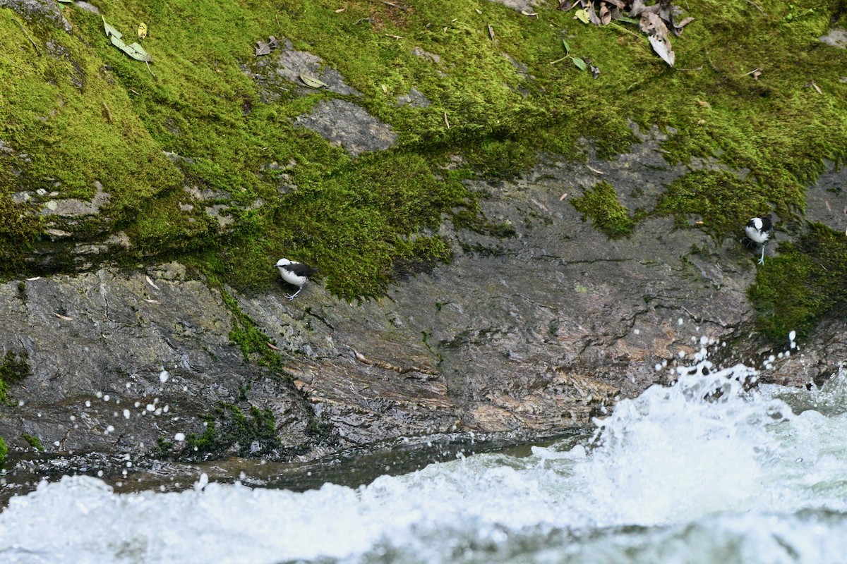 Cincle à tête blanche - ML646837347
