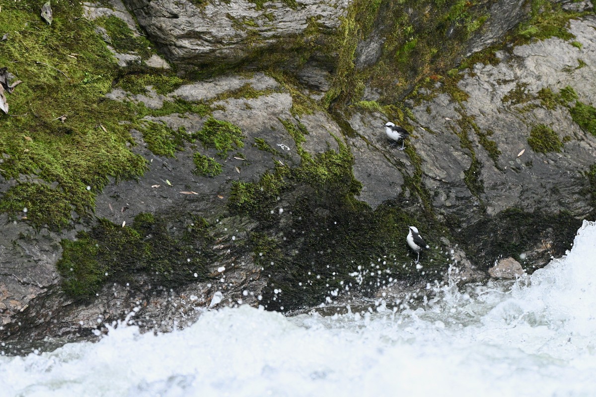 Cincle à tête blanche - ML646837348