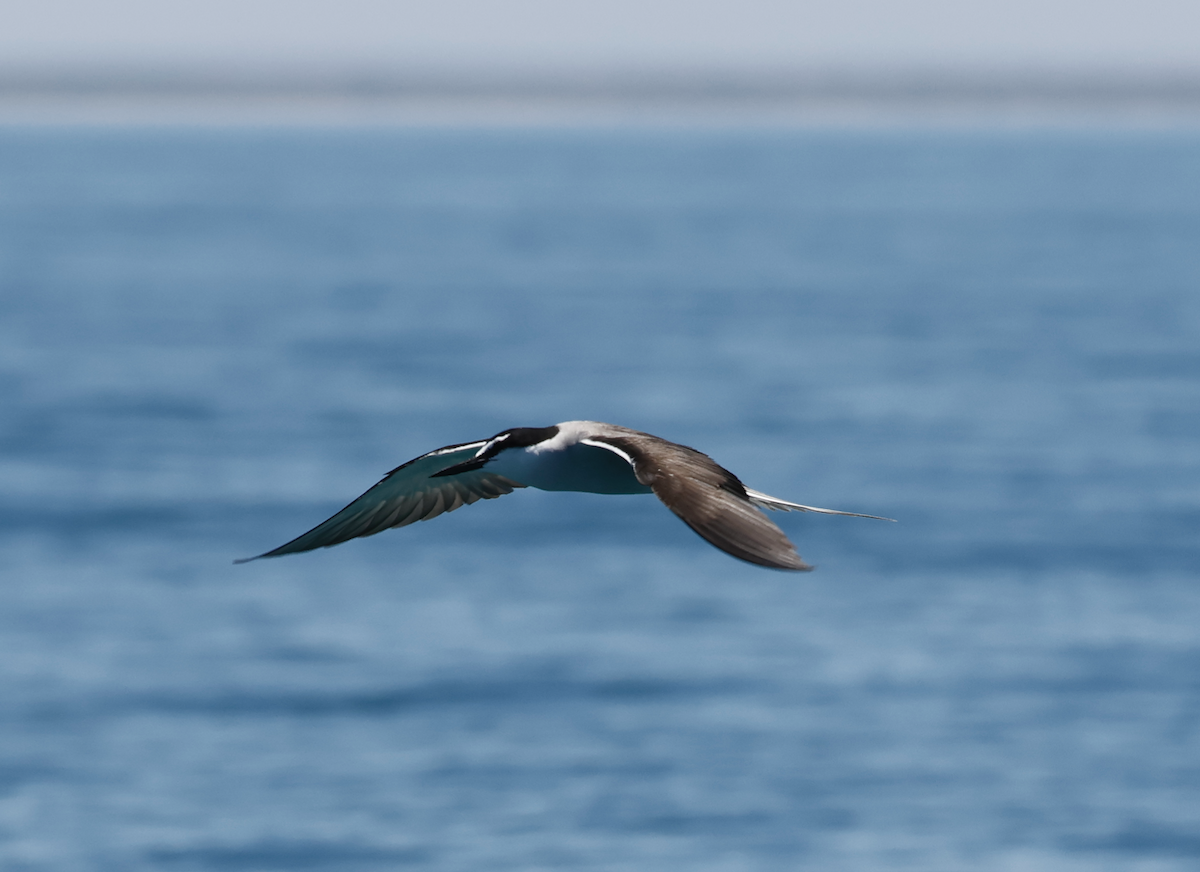 Bridled Tern - ML646837350