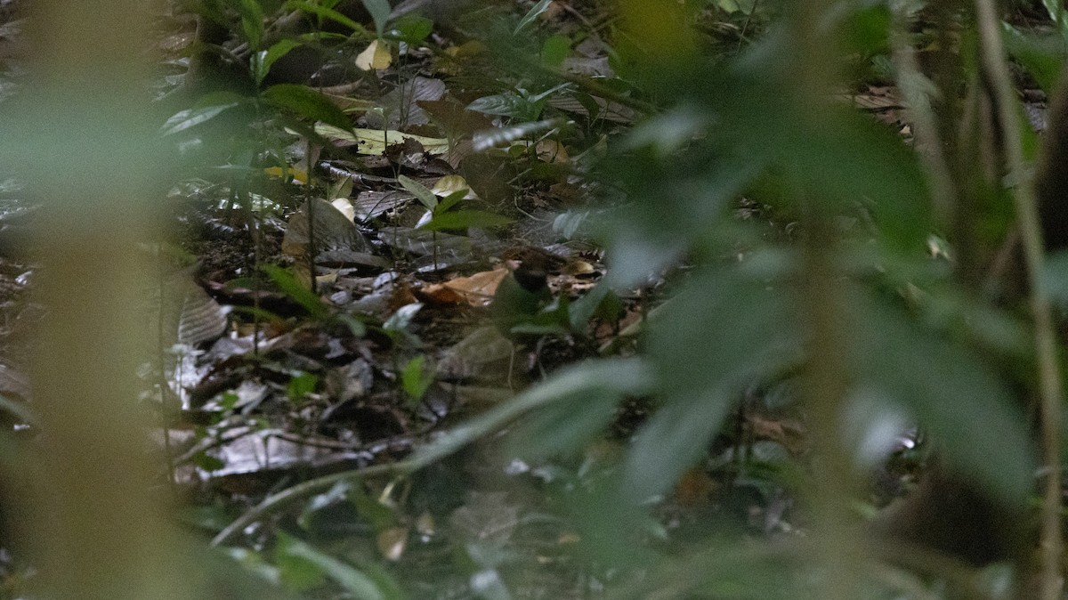 Western Hooded Pitta - ML646837354