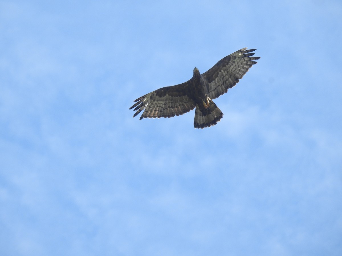 Oriental Honey-buzzard - ML646837355
