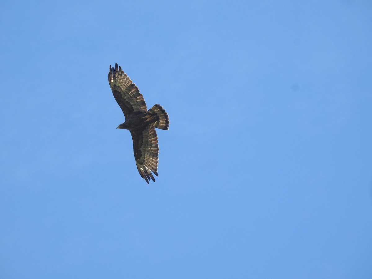 Oriental Honey-buzzard - ML646837356