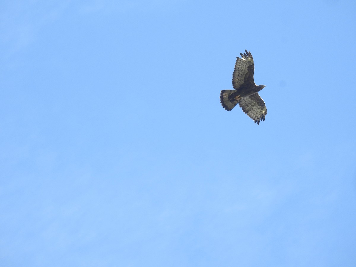 Oriental Honey-buzzard - ML646837357