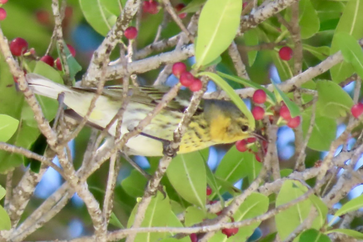 Cape May Warbler - ML646837358