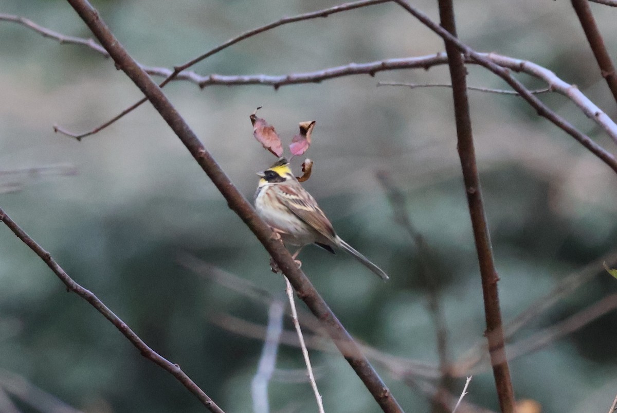 Вівсянка жовтогорла - ML646837364
