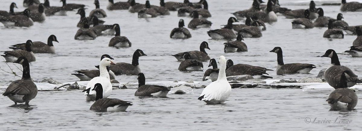 אווז שלג - ML646837371