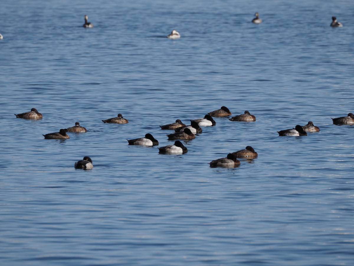 Чернь морська - ML646837372