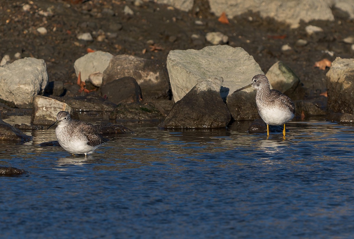 ביצנית עקודה - ML646837374