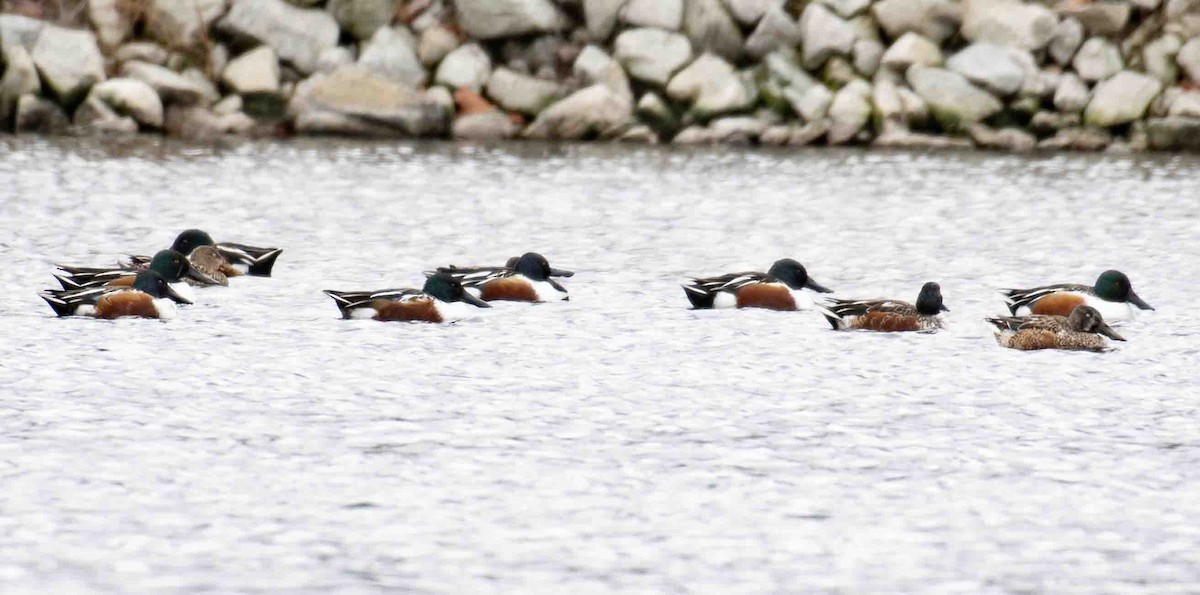 Cuchara Común - ML646837375