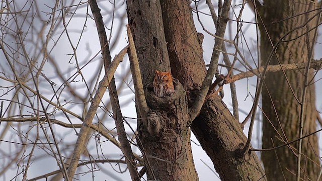 lundugle - ML646837376