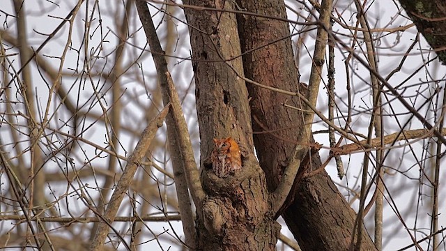 lundugle - ML646837377