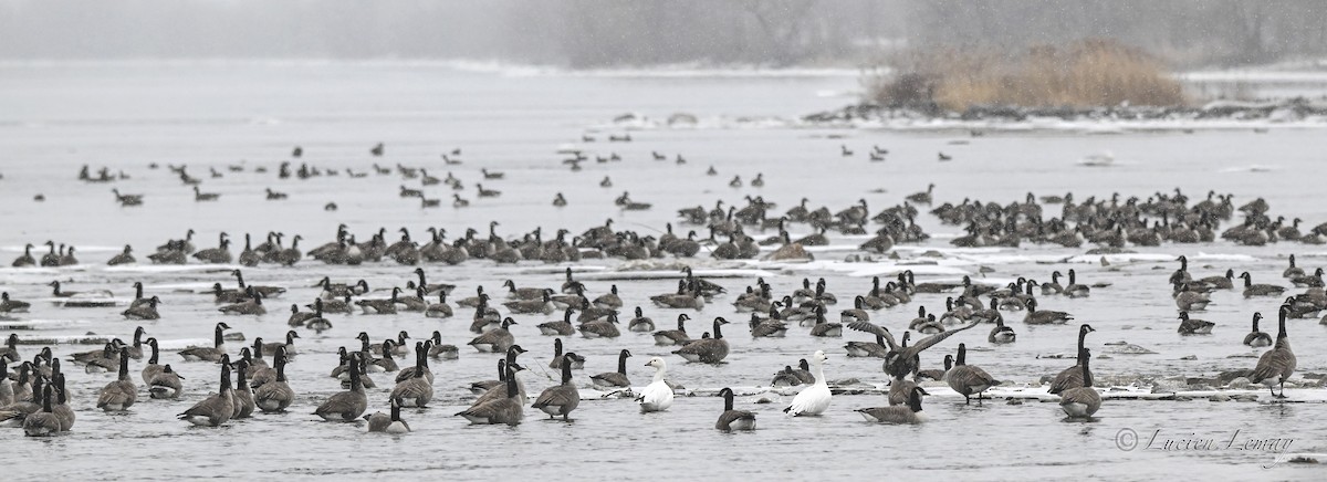 אווז שלג - ML646837378