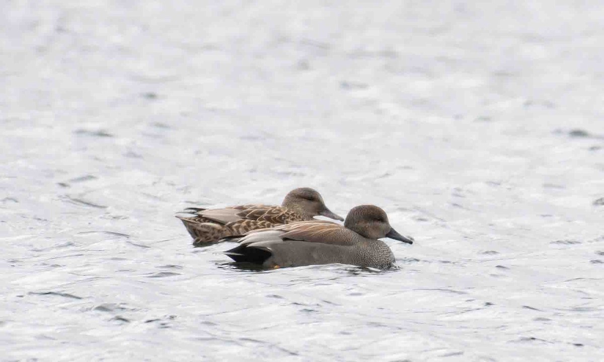 Ánade Friso - ML646837380