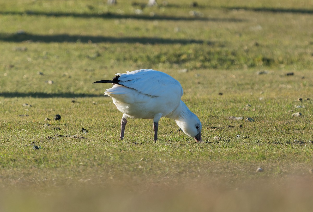אווז קנדי - ML646837383