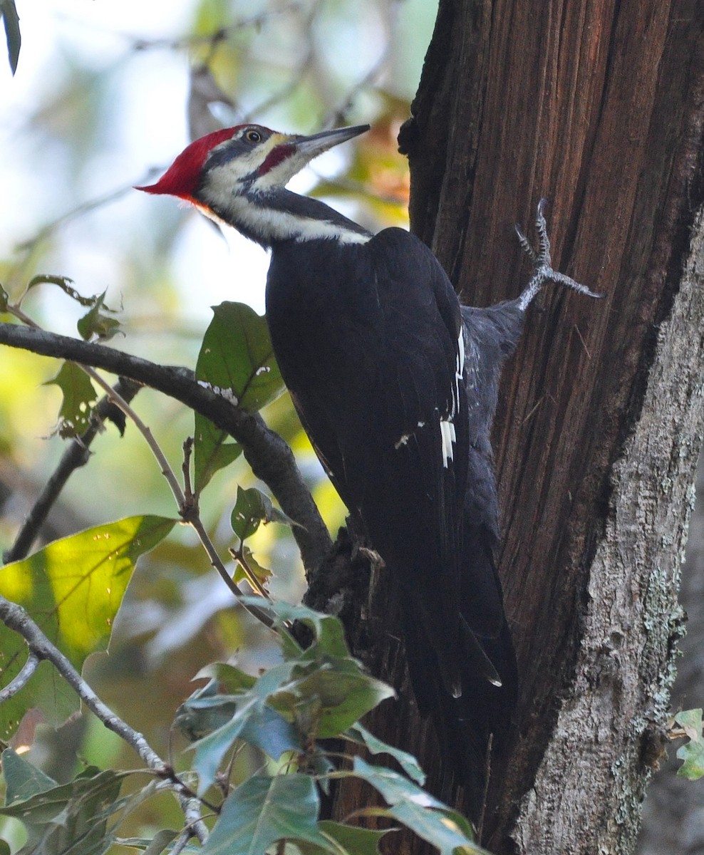 Grand Pic - ML646837384