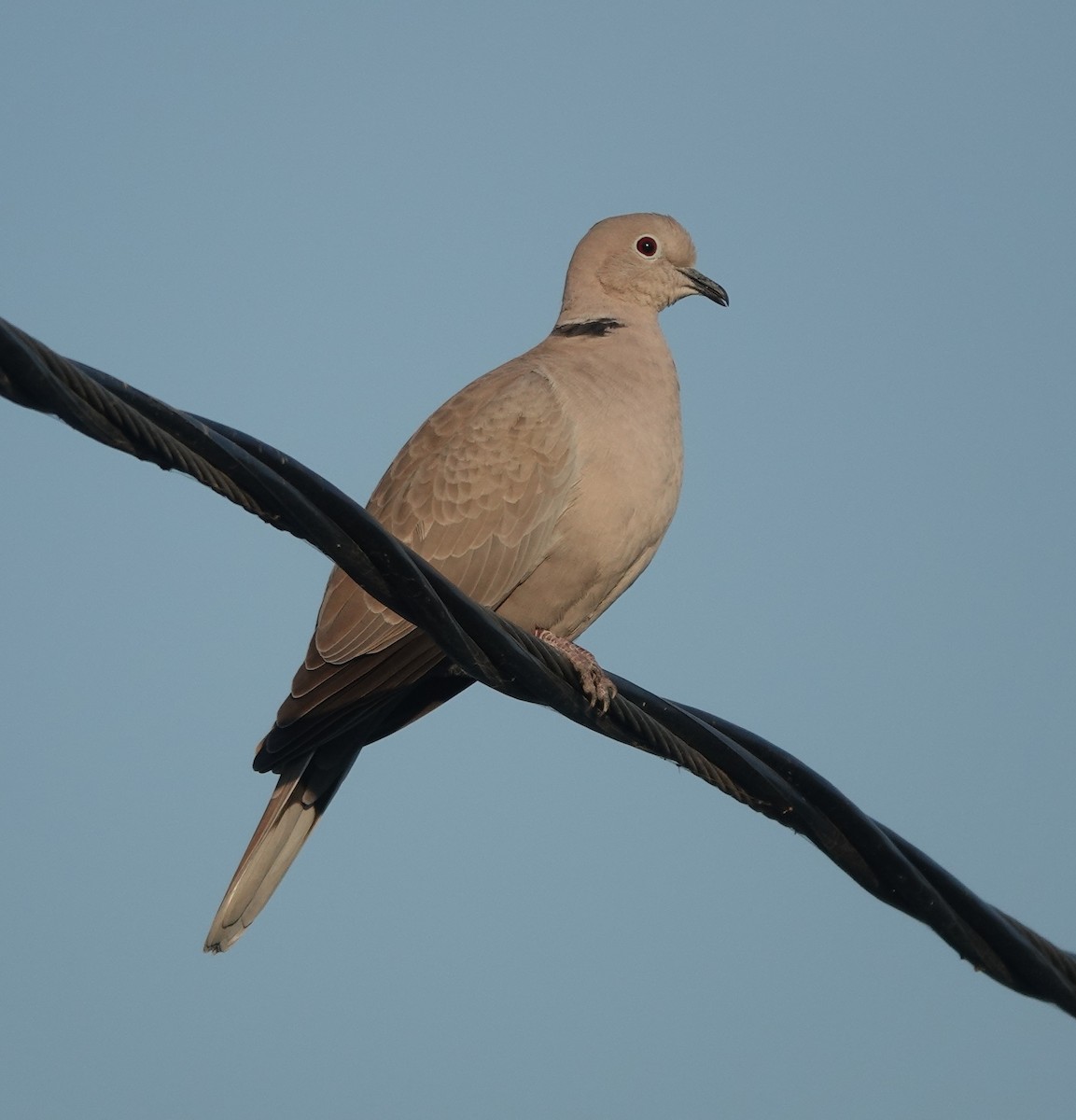 灰斑鳩 - ML646837387