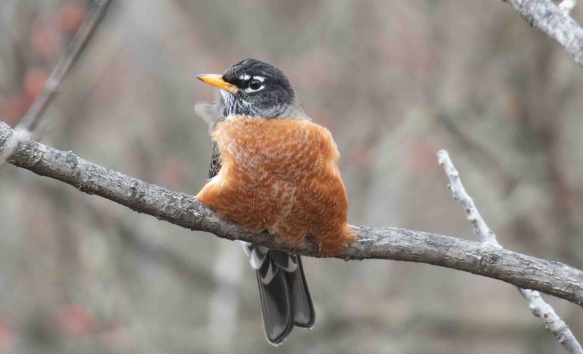 Zorzal Americano - ML646837388