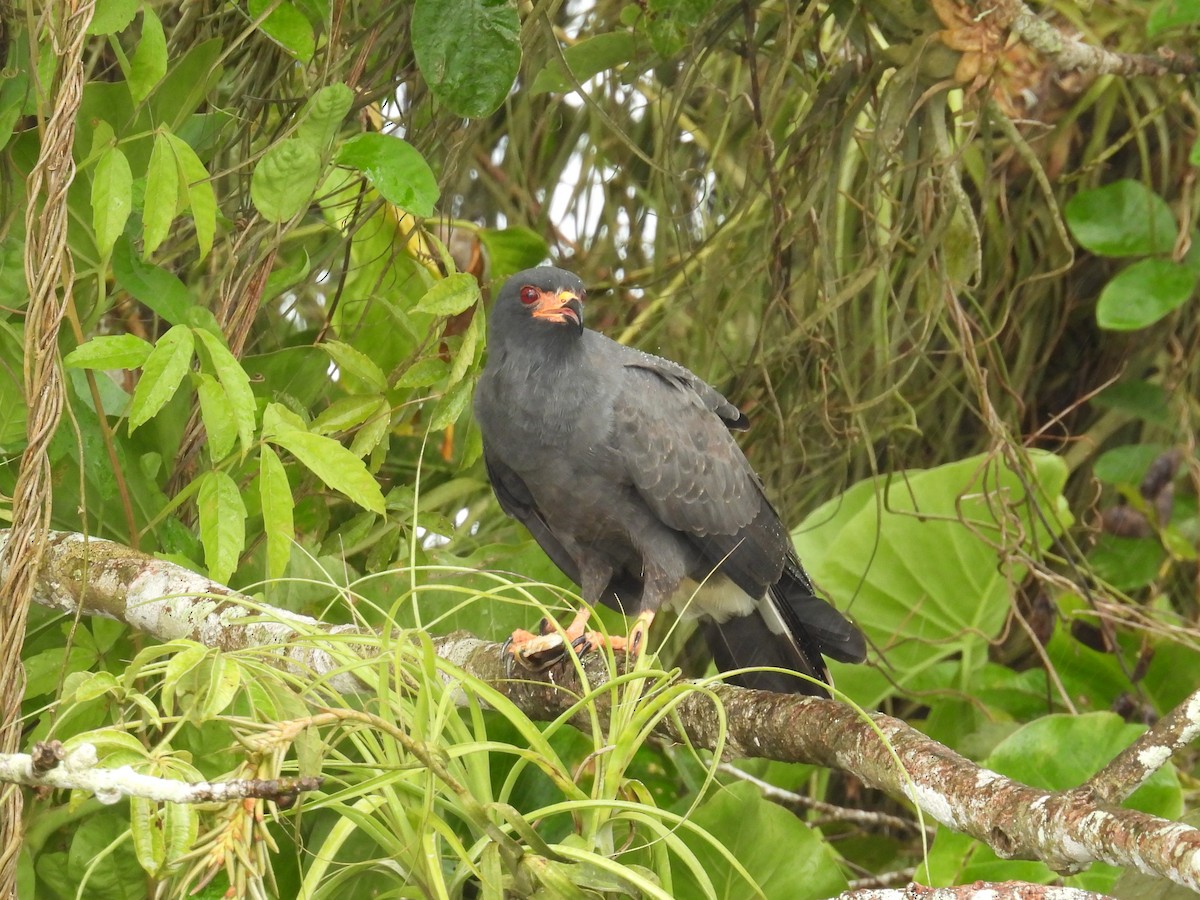 Snail Kite - ML646837389