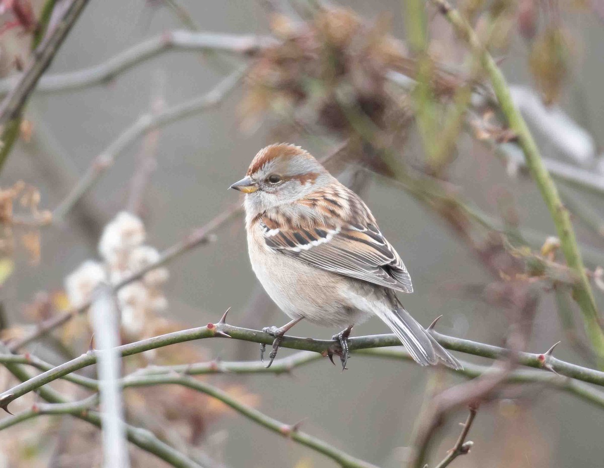 Chingolo Arbóreo - ML646837390