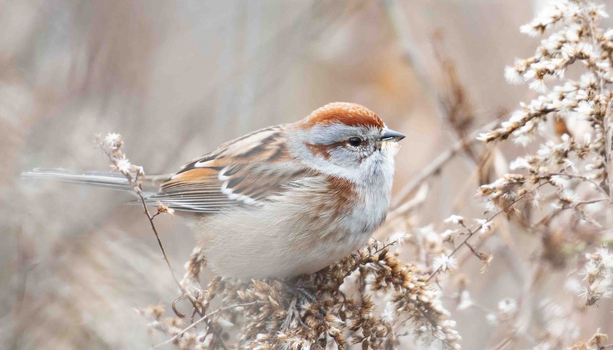 Chingolo Arbóreo - ML646837391