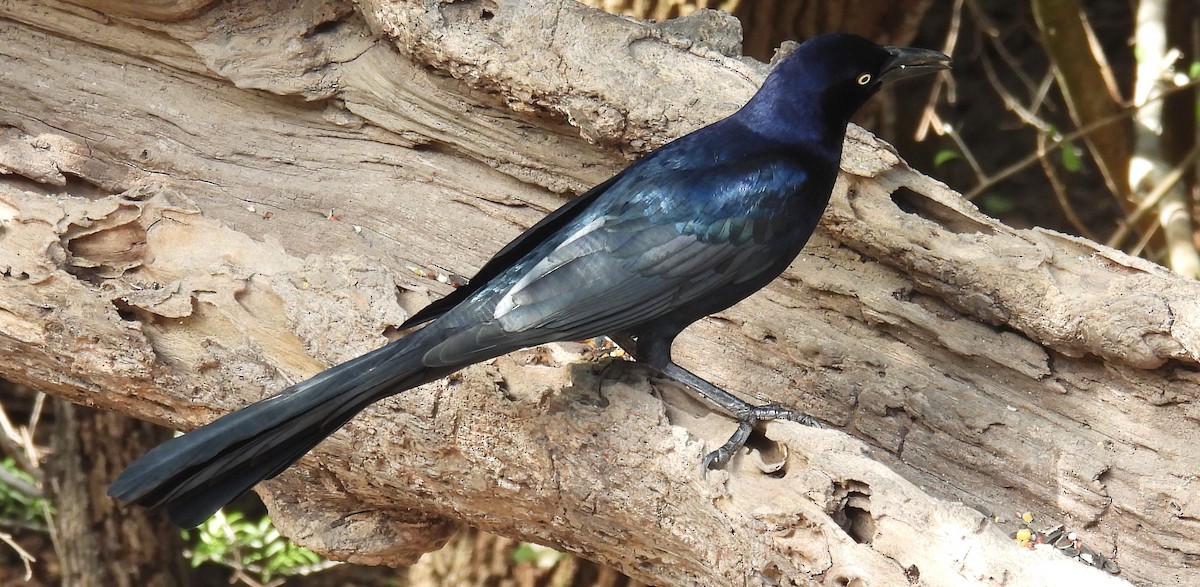 Zanate Mexicano - ML646837392