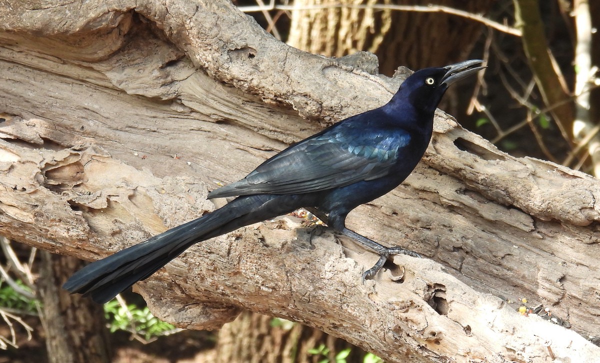 Zanate Mexicano - ML646837393