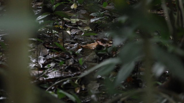 Western Hooded Pitta - ML646837394