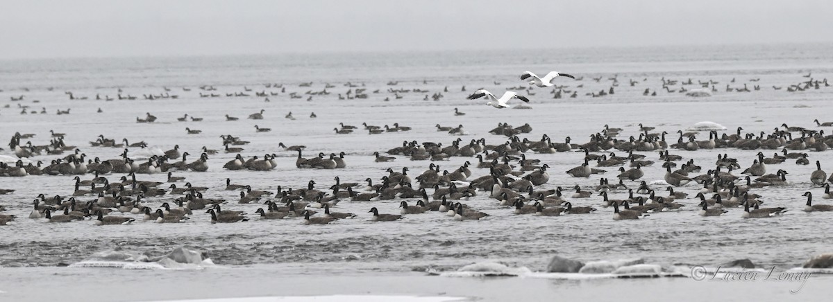 אווז שלג - ML646837397