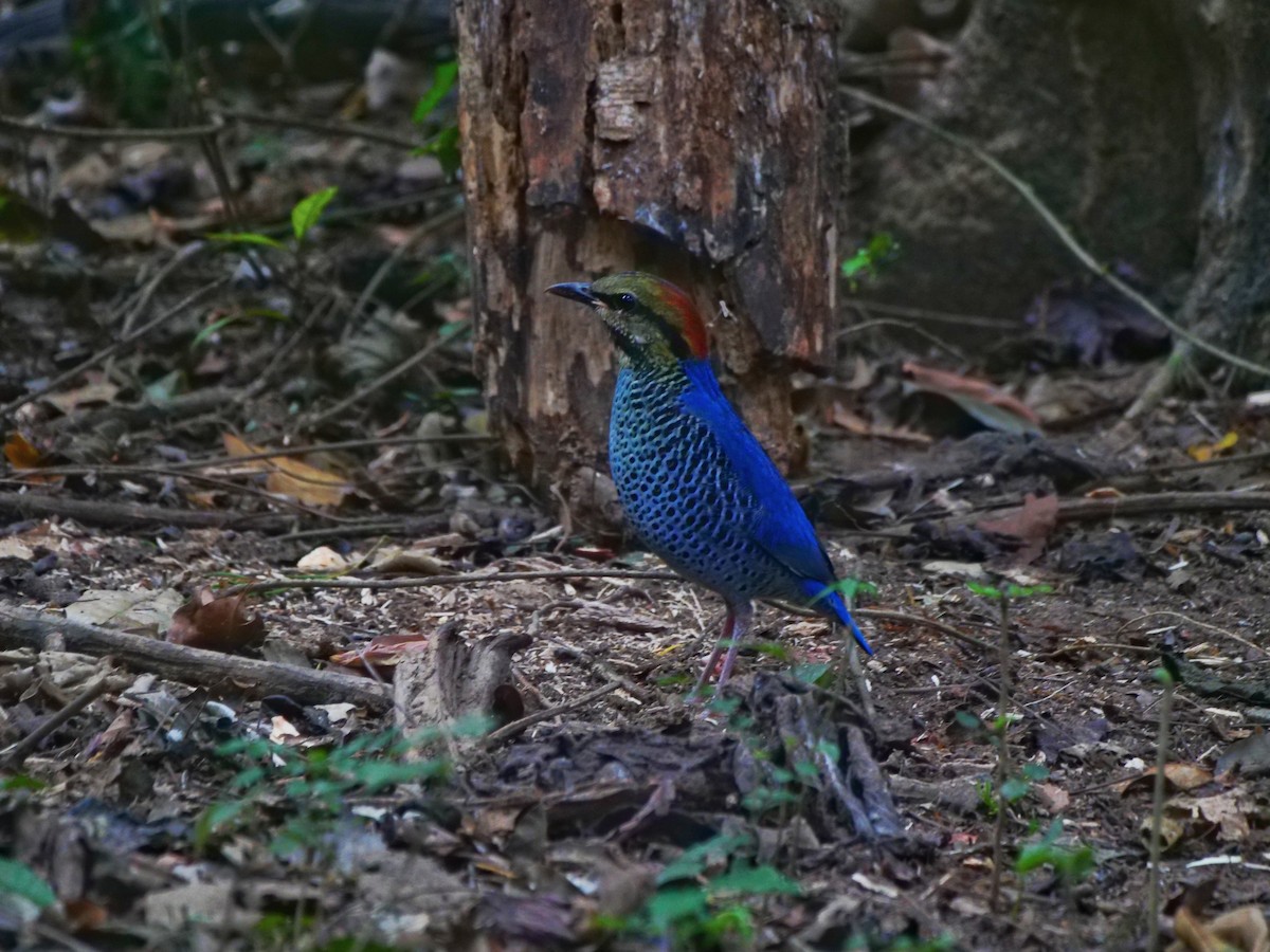 Blue Pitta - ML646837398