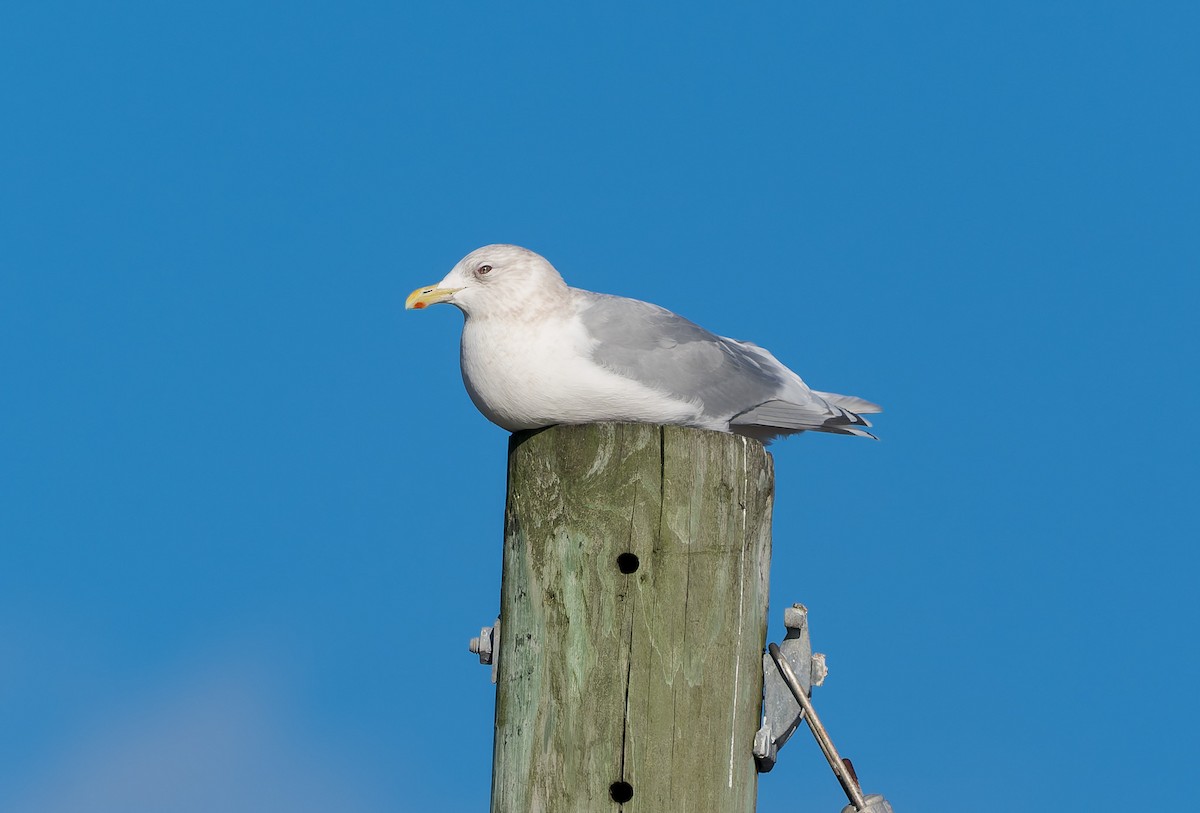 שחף איסלנדי - ML646837400
